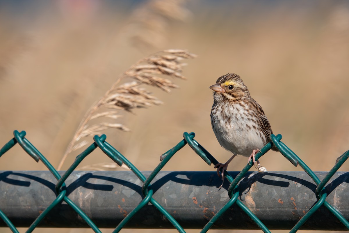 Savannah Sparrow - ML640826669