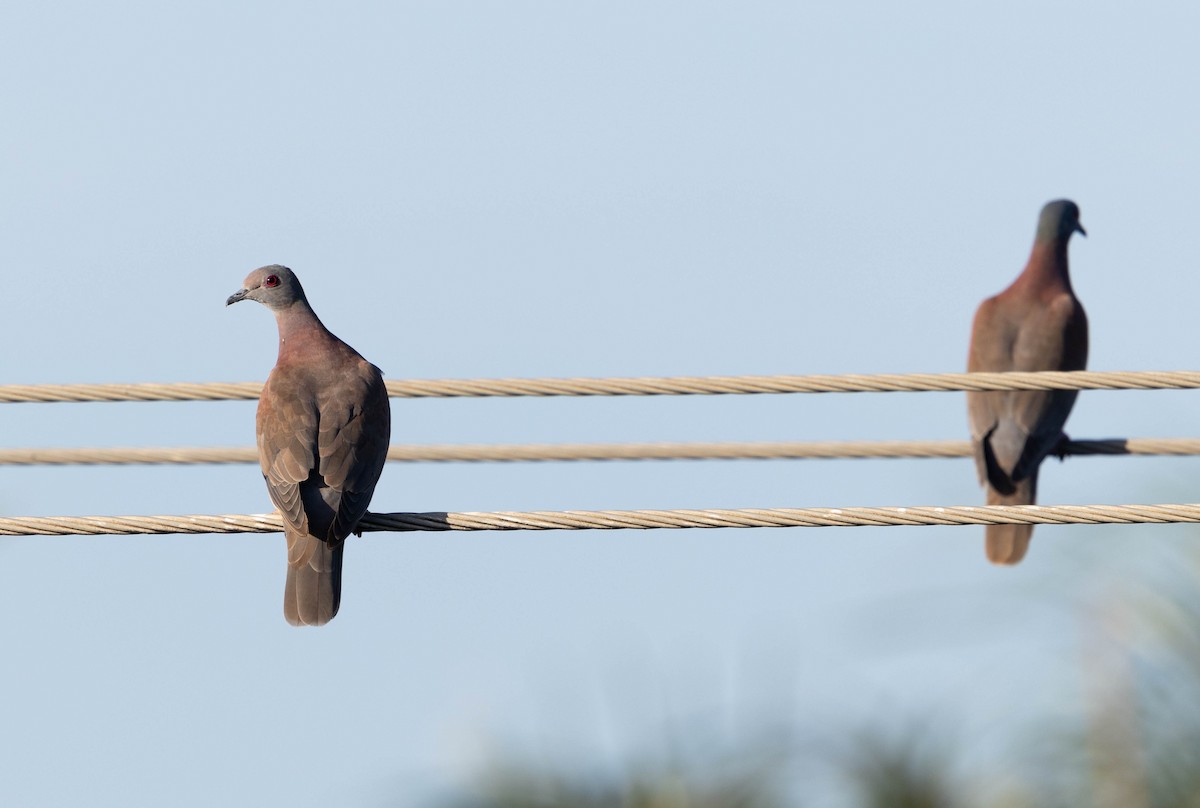 Pale-vented Pigeon - ML640826718