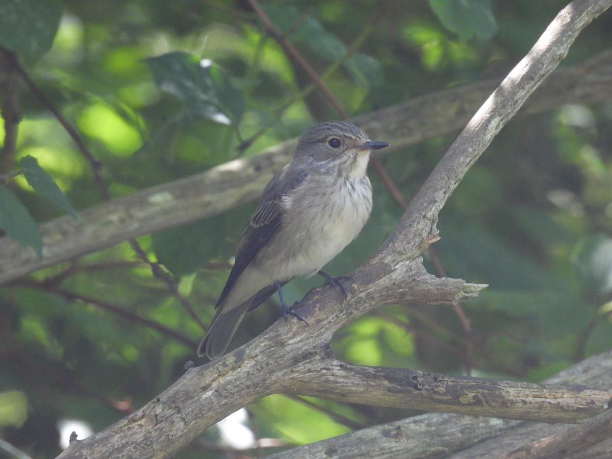 Spotted Flycatcher - ML640826721