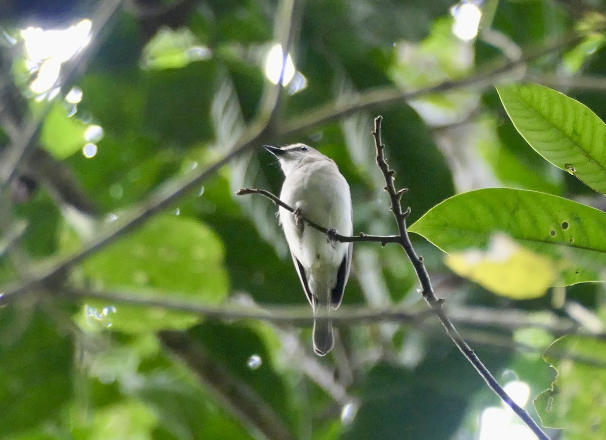 Green-backed Gerygone - ML640826726