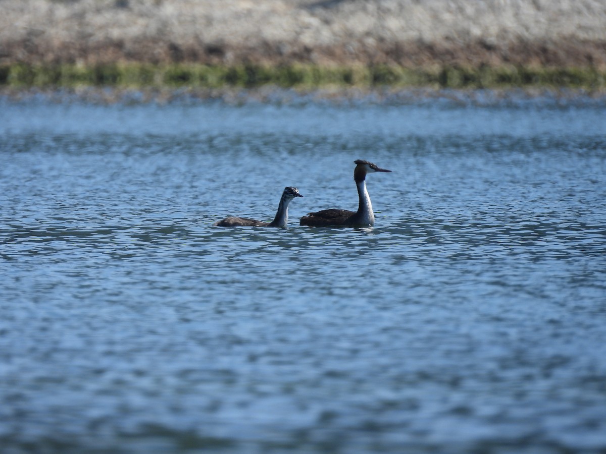 Great Crested Grebe - ML640826764