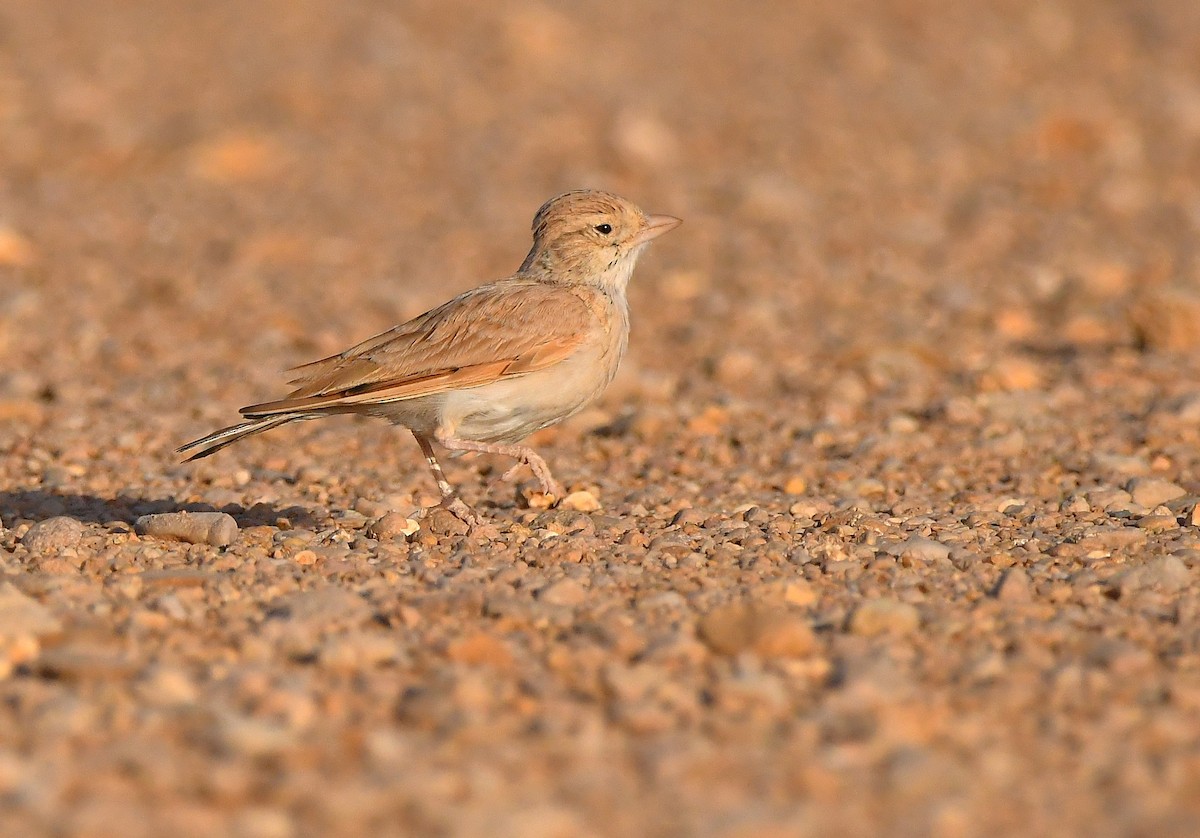 Arabian Lark - ML640826875