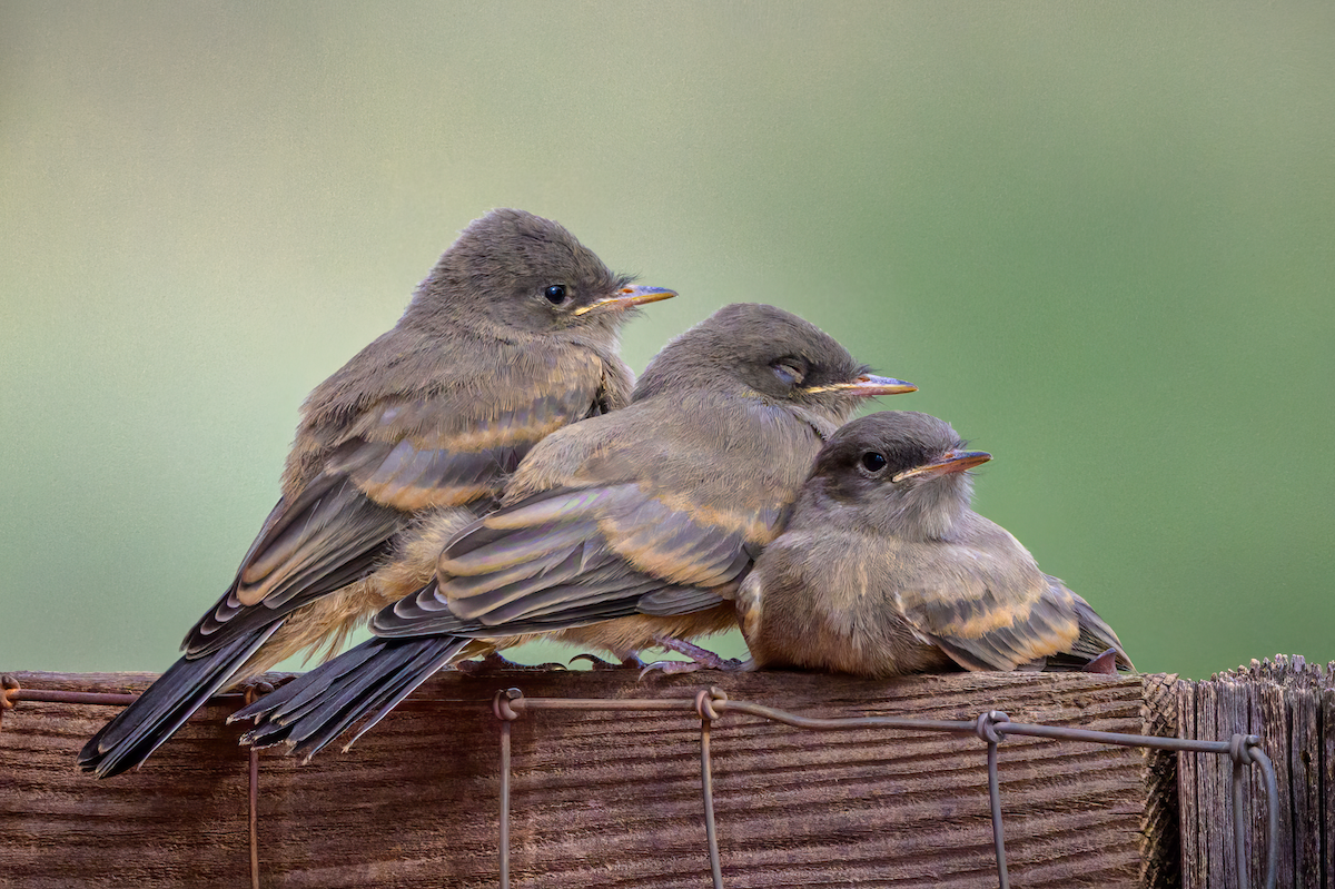 Say's Phoebe - ML640826894