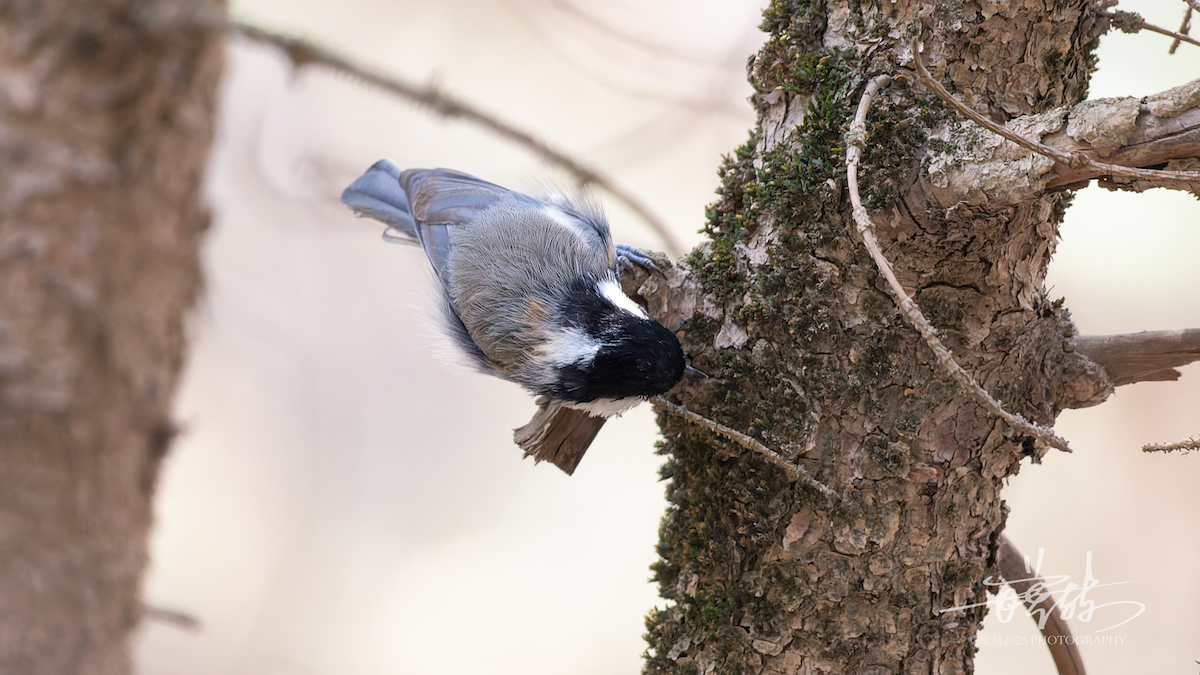 Rufous-naped Tit - ML640826921