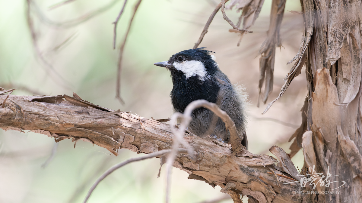 Rufous-naped Tit - ML640826922