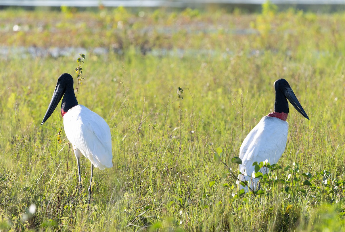 Jabiru - ML640826949