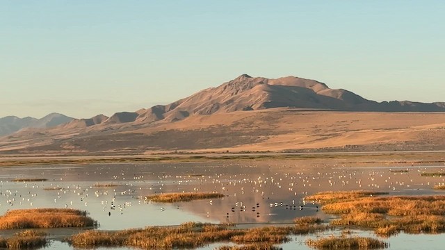 American Avocet - ML640827000