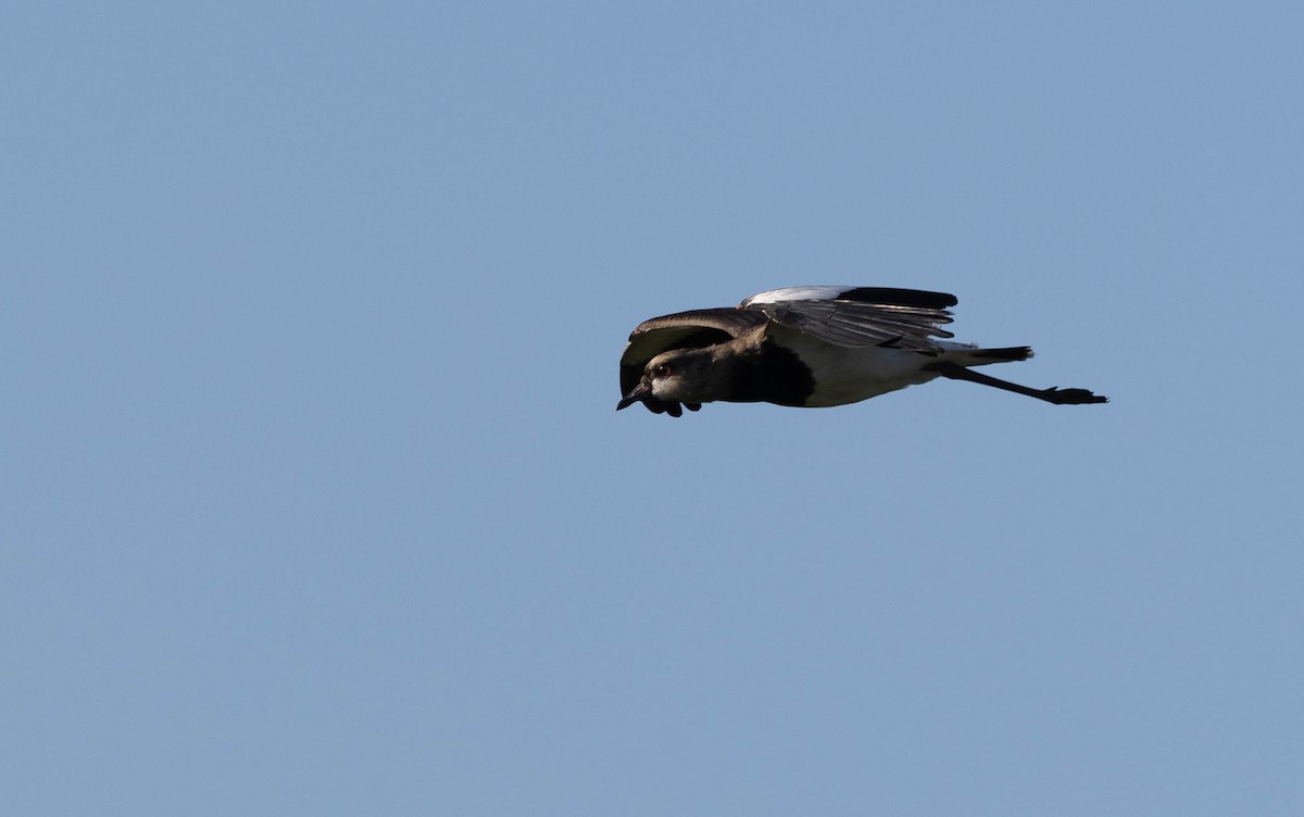 Southern Lapwing - ML640827010