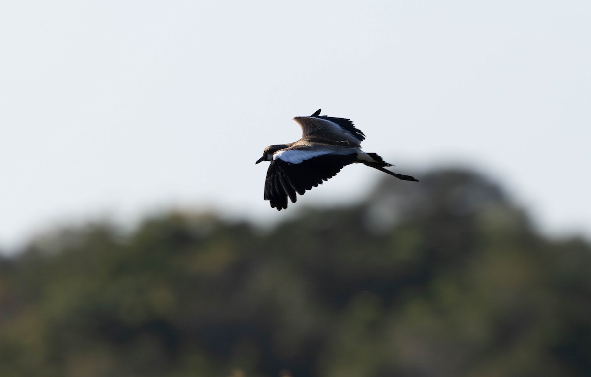 Southern Lapwing - ML640827011