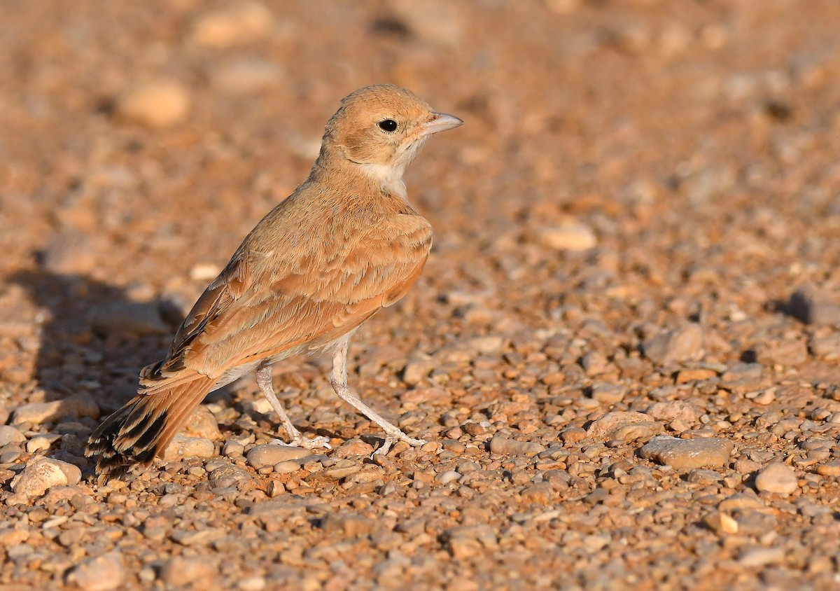 Bar-tailed Lark - ML640827018