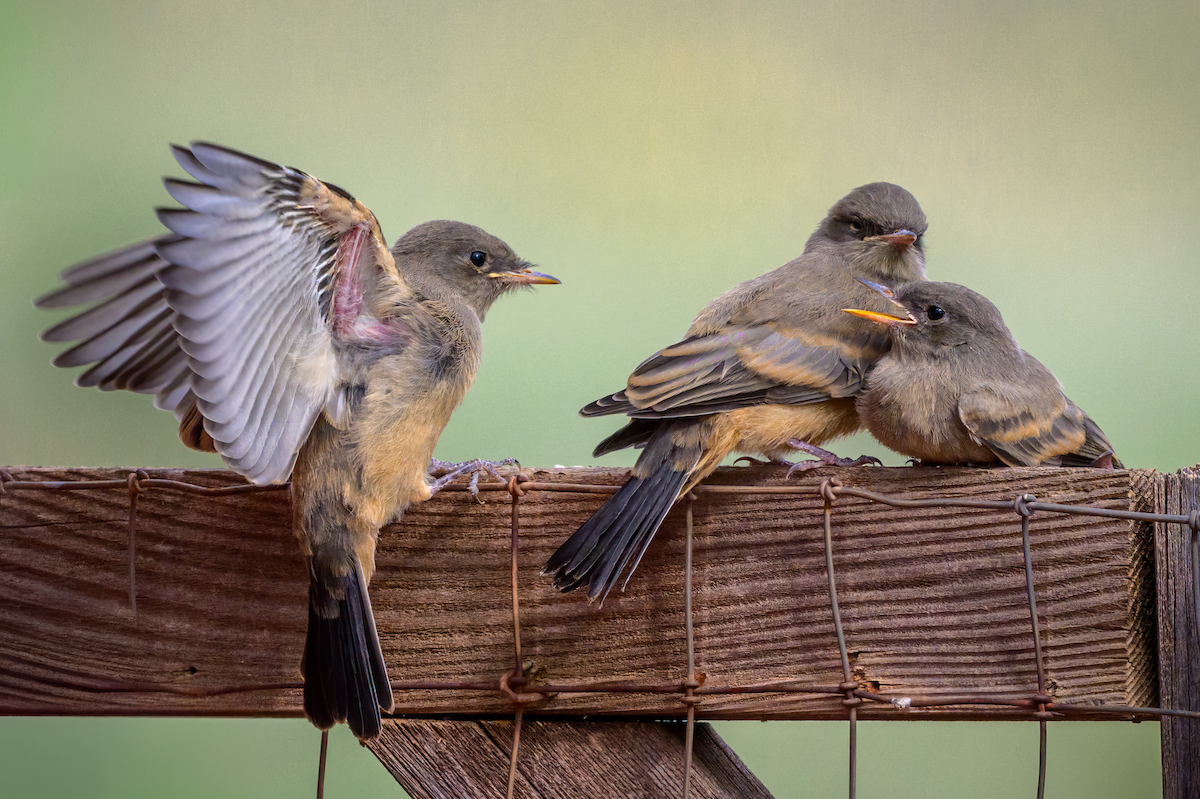 Say's Phoebe - ML640827022