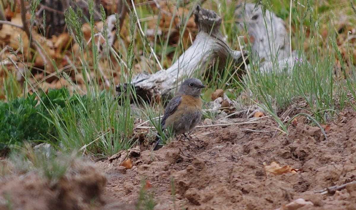 Western Bluebird - ML640827036
