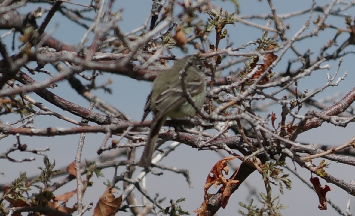 Dusky Flycatcher - ML640827080