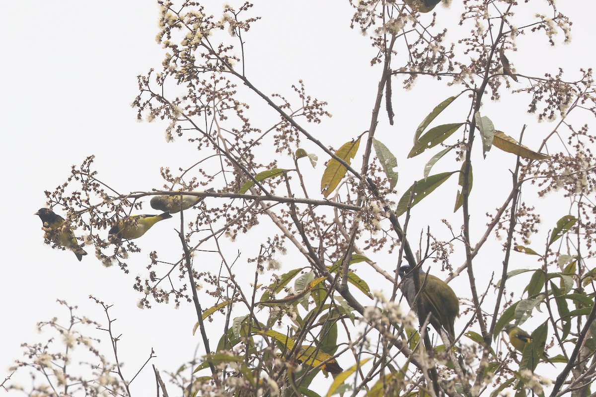 Yellow-bellied Siskin - ML640827111