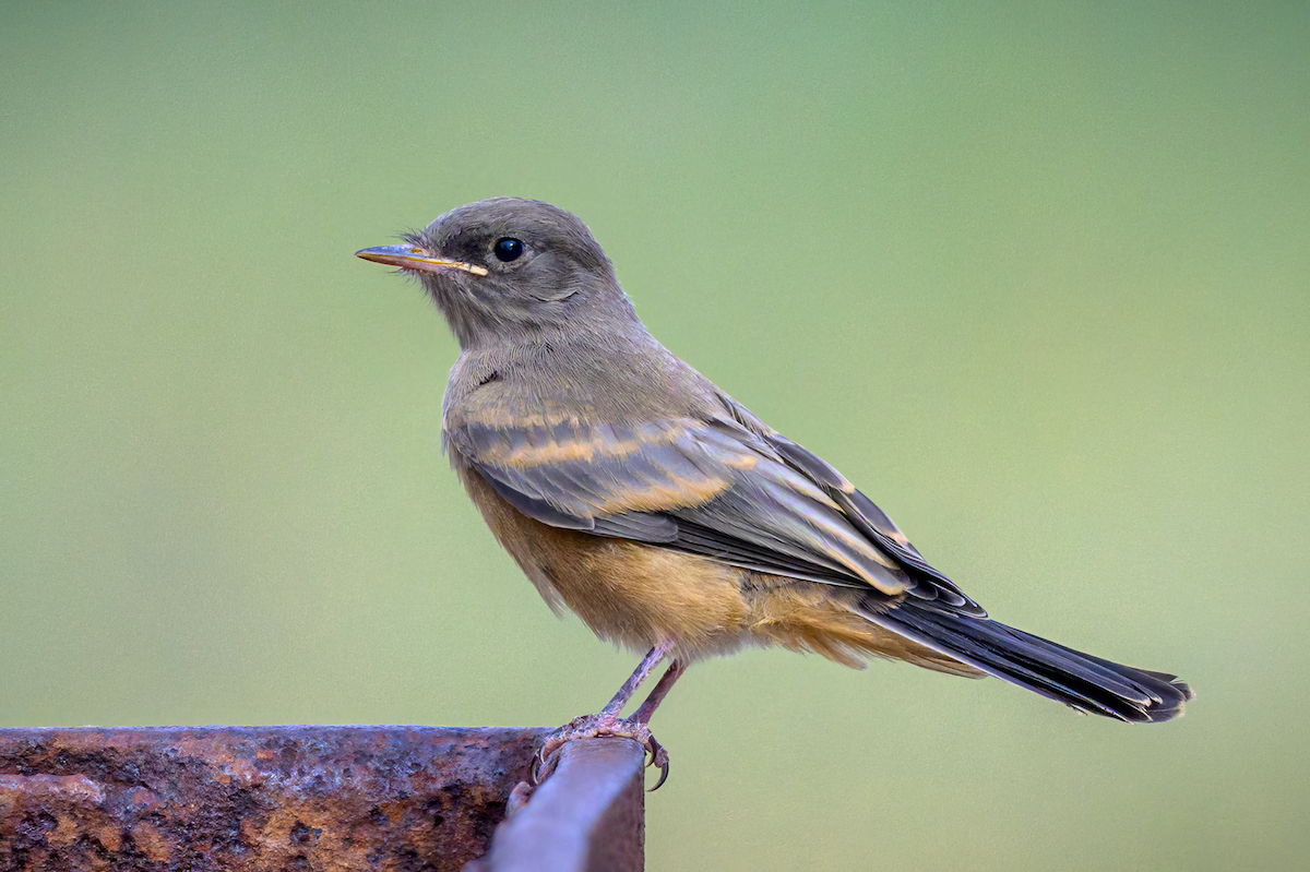 Say's Phoebe - ML640827122