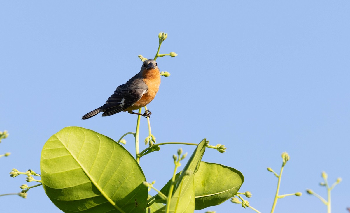 Ruddy-breasted Seedeater - ML640827189
