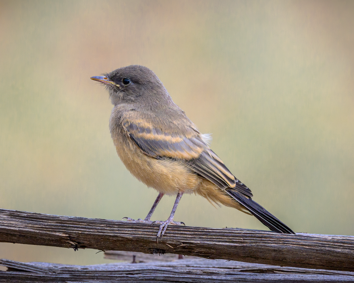 Say's Phoebe - ML640827204