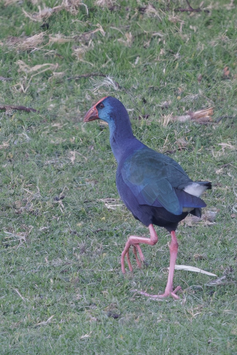 African Swamphen - ML640827252