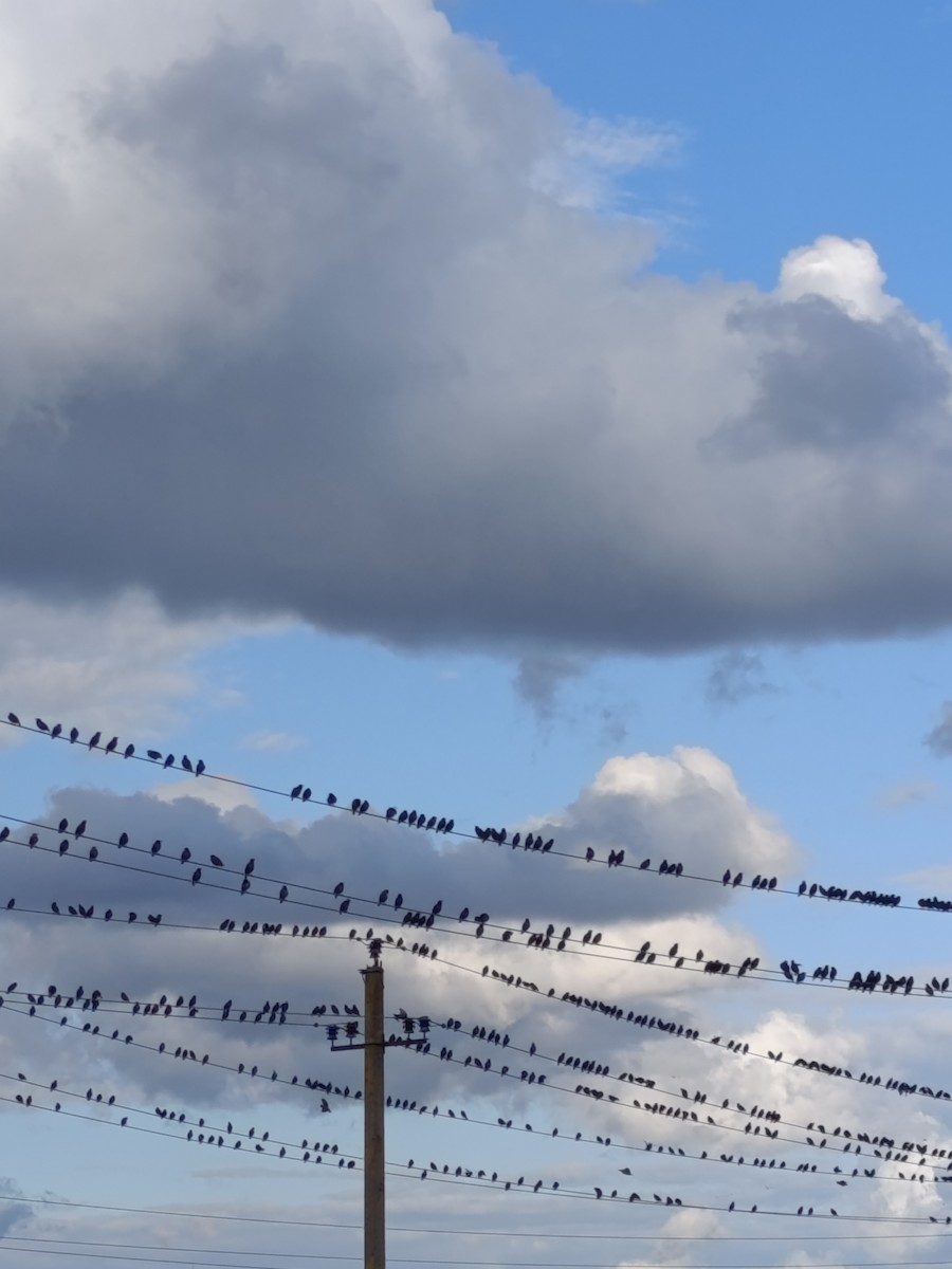 European Starling - ML640827254