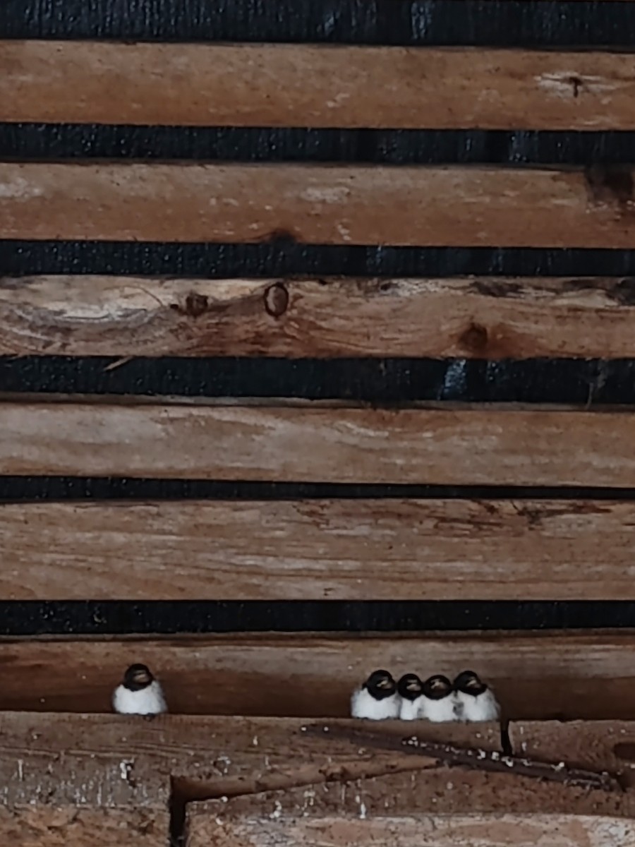 Barn Swallow - ML640827285