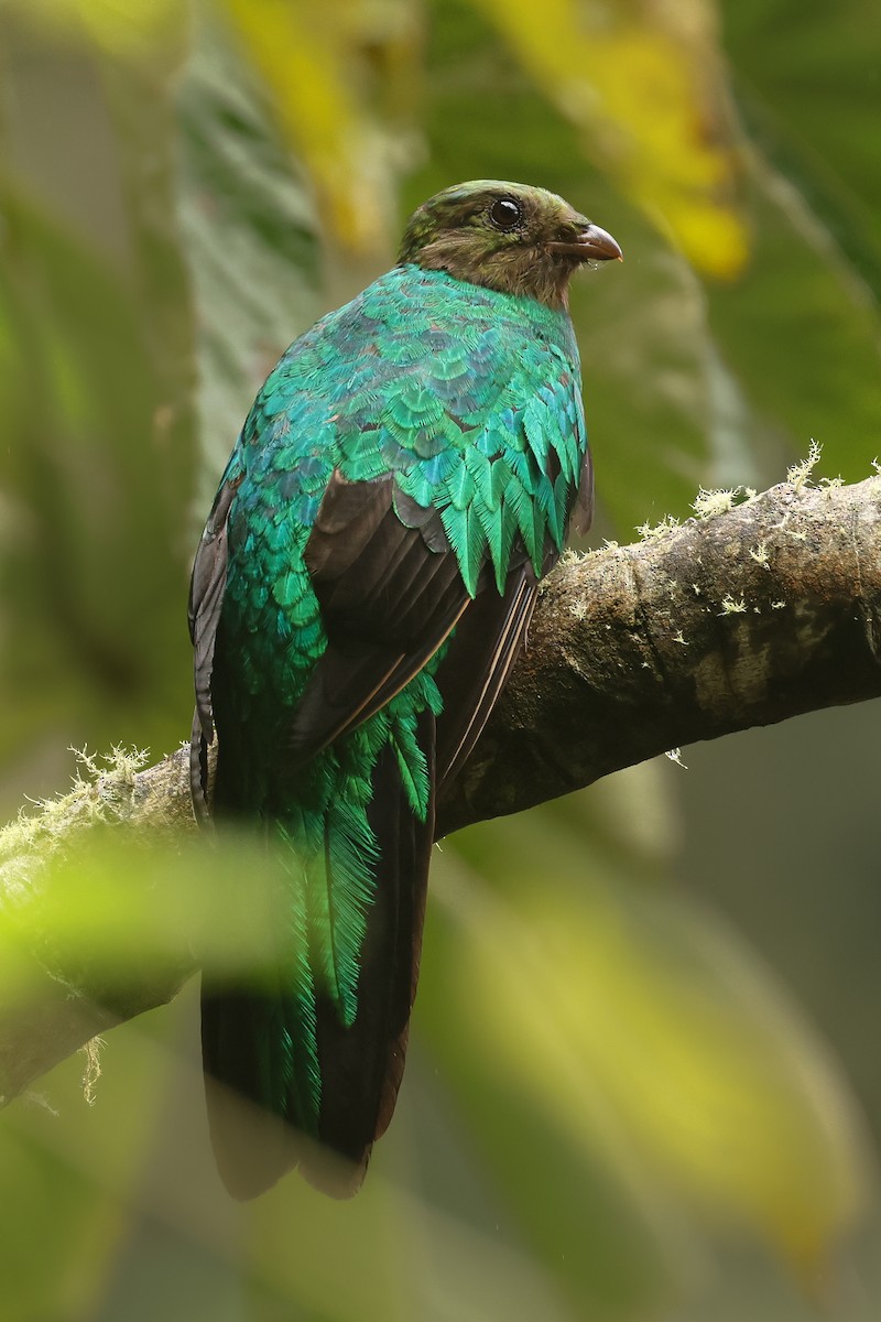 Quetzal doré - ML640827326