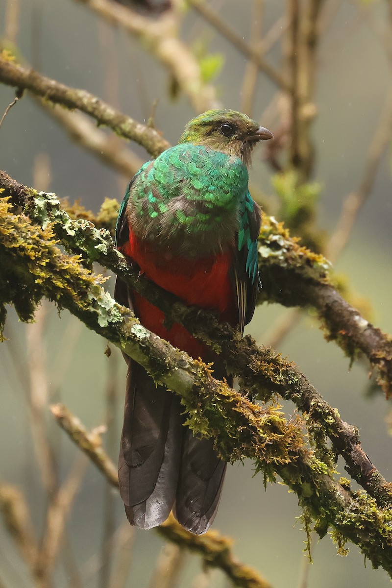 Quetzal doré - ML640827327