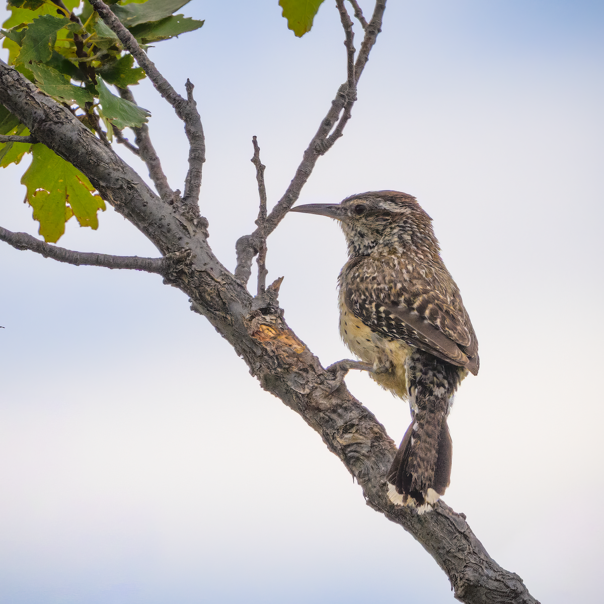 Cactus Wren - ML640827356