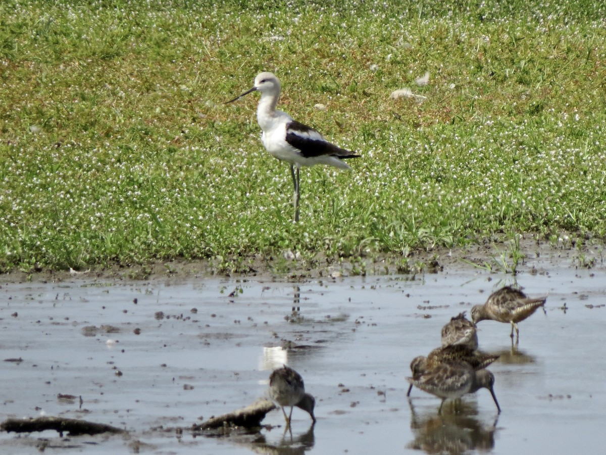 American Avocet - ML640827368