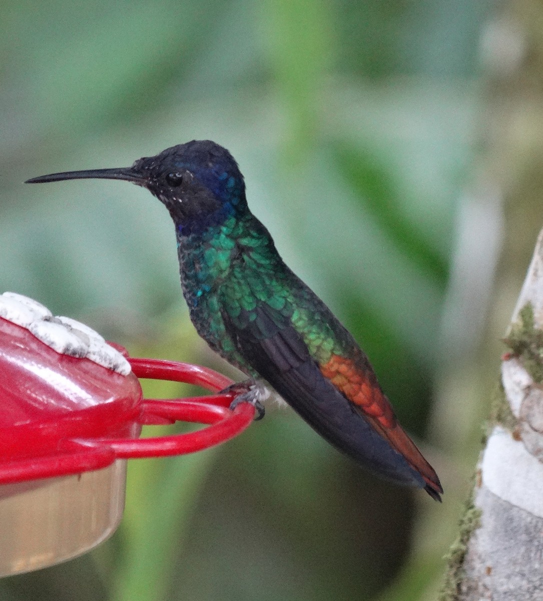 Golden-tailed Sapphire - ML640827402