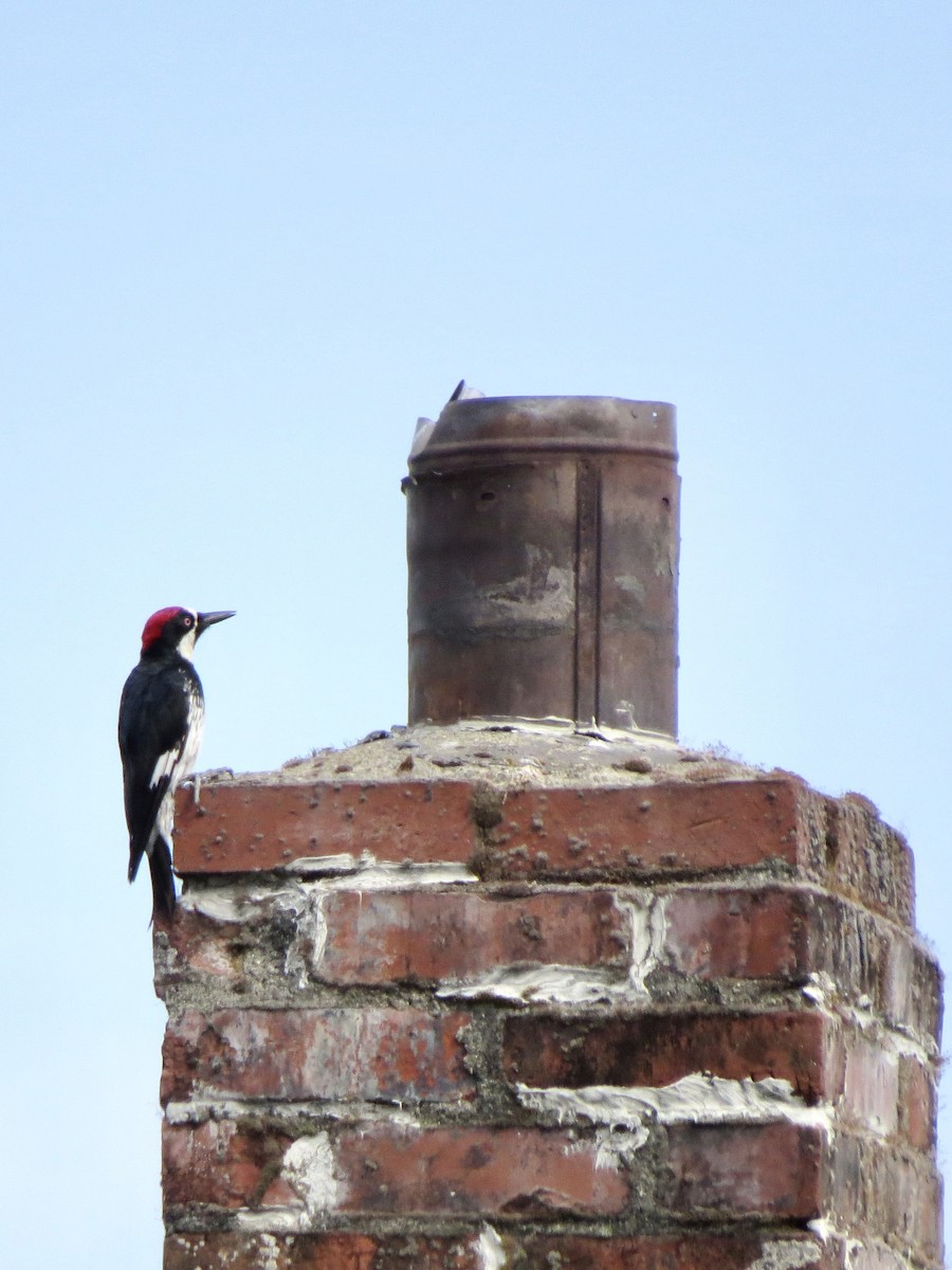 Acorn Woodpecker - ML640827426