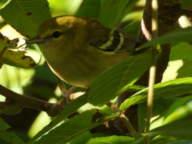Bay-breasted/Blackpoll Warbler - ML640827468