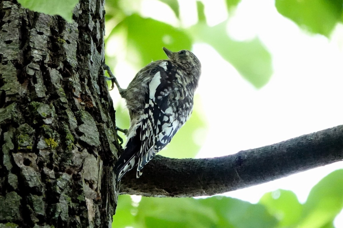 Yellow-bellied Sapsucker - ML640827481