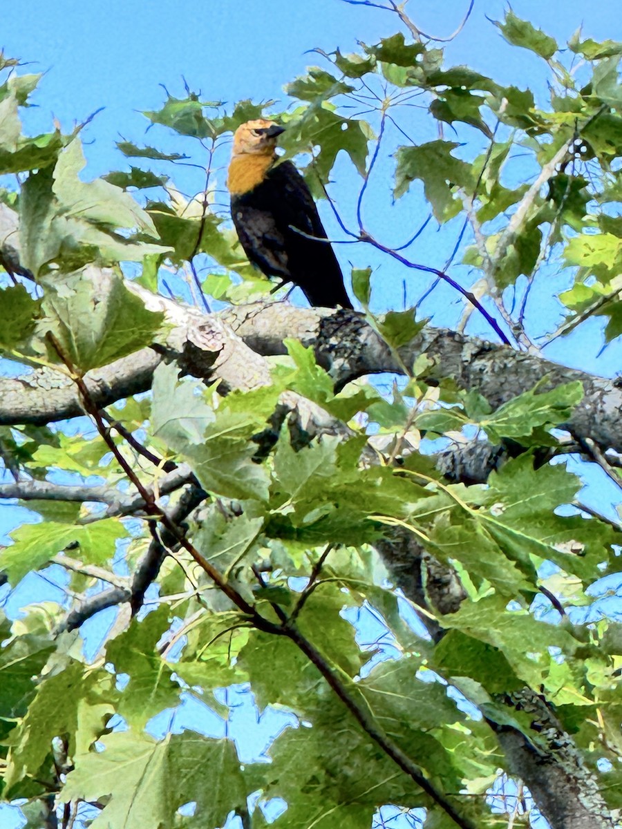 Yellow-headed Blackbird - ML640827483