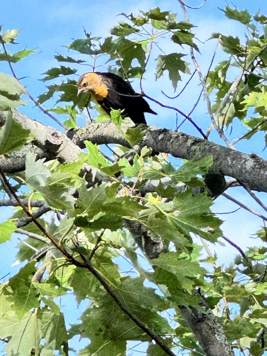 Yellow-headed Blackbird - ML640827484