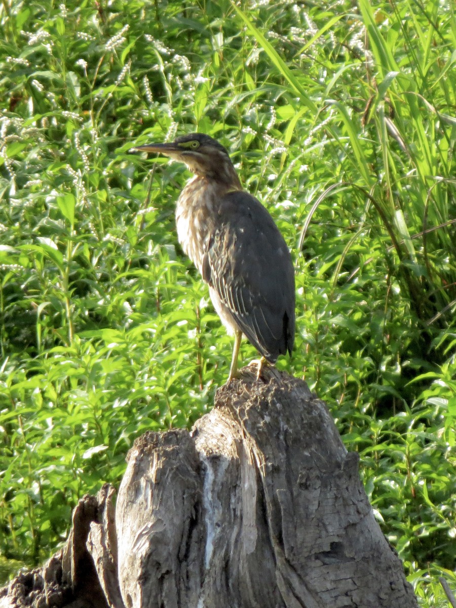 Green Heron - ML640827495