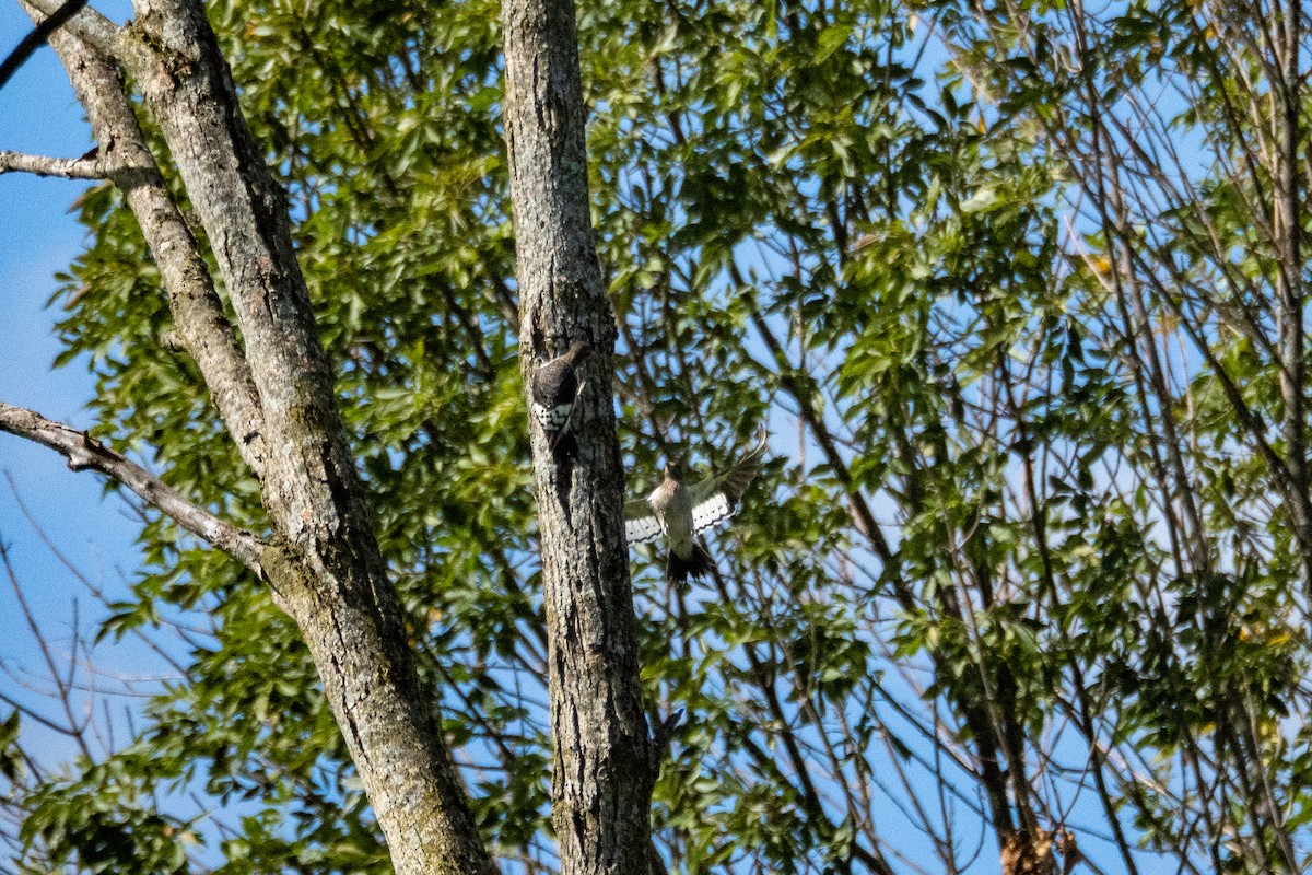 Red-headed Woodpecker - ML640827506