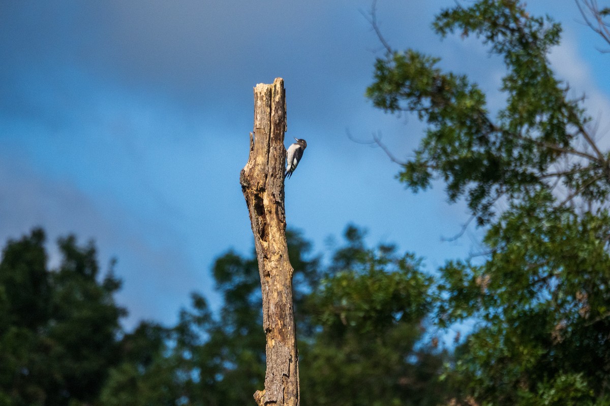 Red-headed Woodpecker - ML640827507