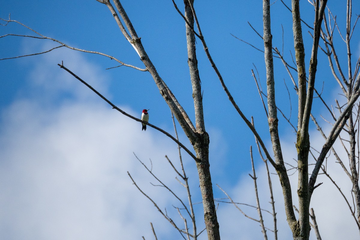 Red-headed Woodpecker - ML640827508