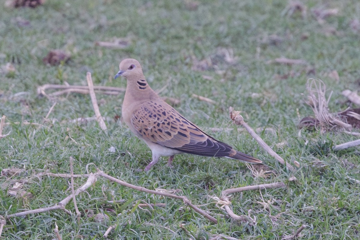 European Turtle-Dove - ML640827519