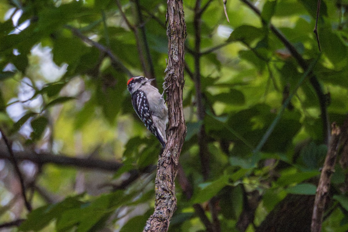 Downy Woodpecker - ML640827525