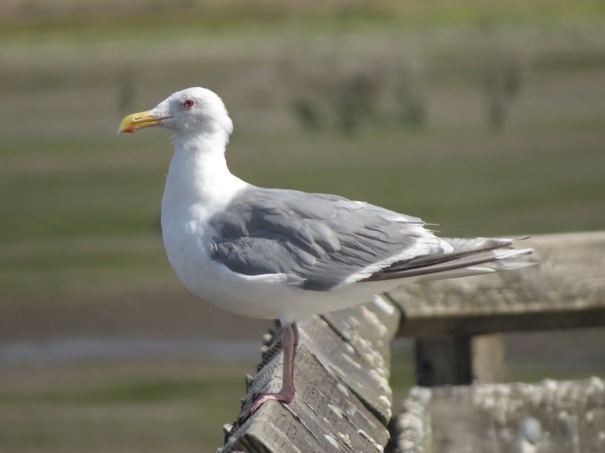 Glaucous-winged Gull - ML640827527