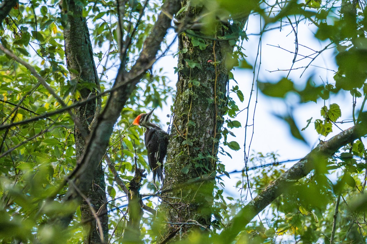 Pileated Woodpecker - ML640827536