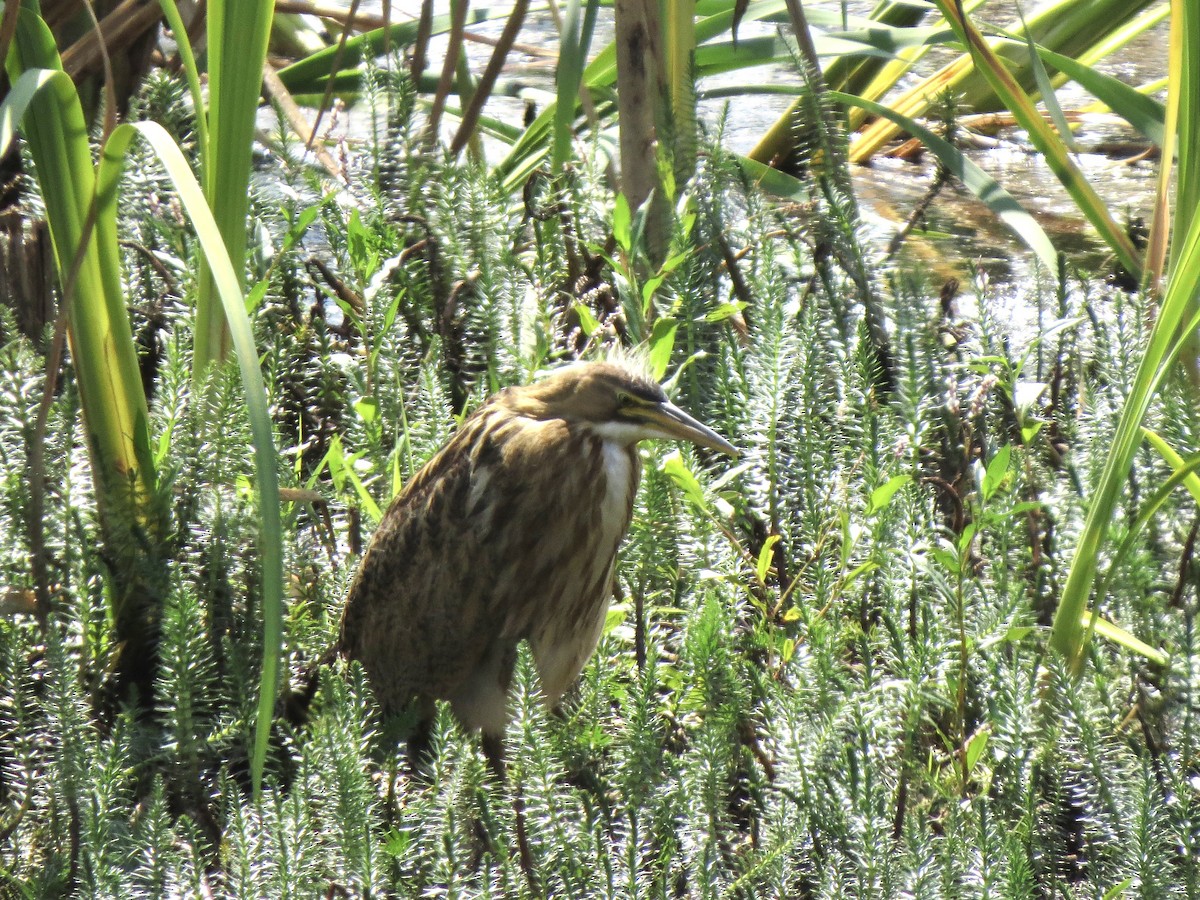 American Bittern - ML640827549