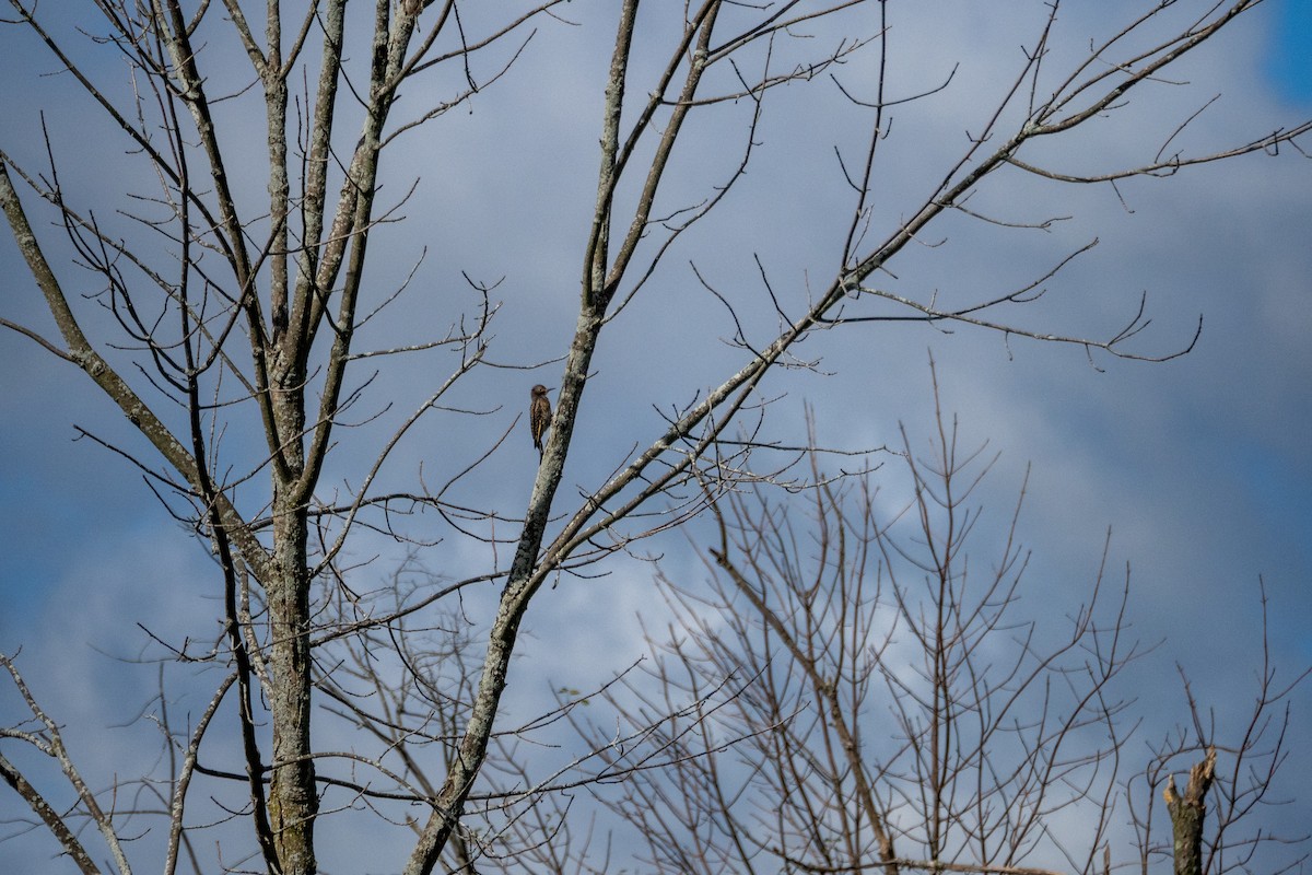 Northern Flicker - ML640827555