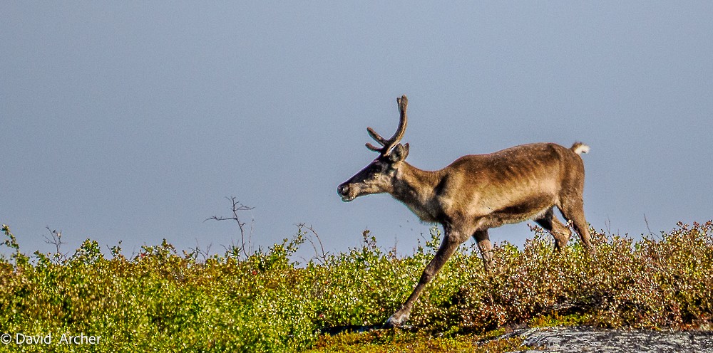 Animals - ML640827557