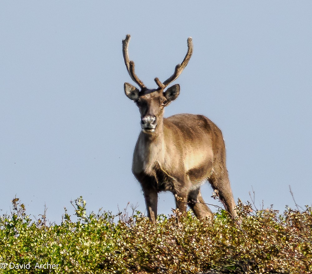 Animals - ML640827558