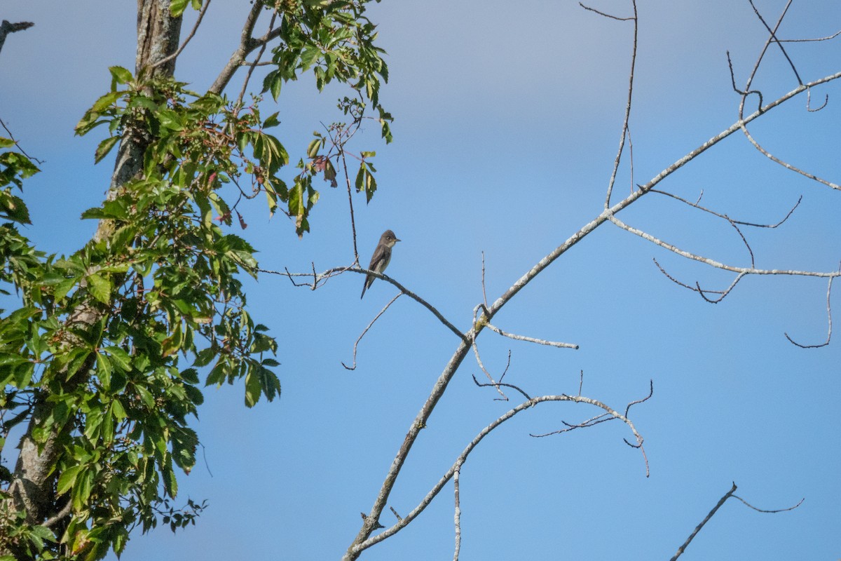 Eastern Wood-Pewee - ML640827577