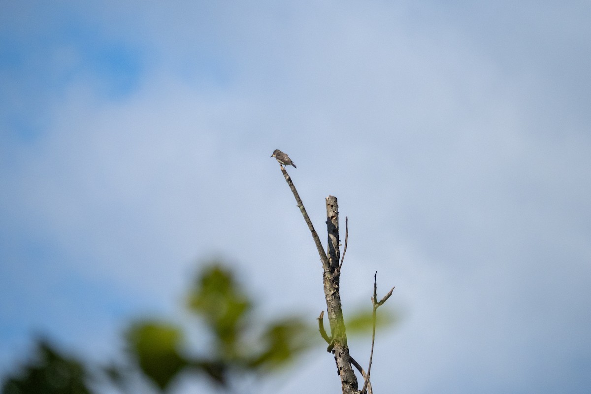 Olive-sided Flycatcher - ML640827580