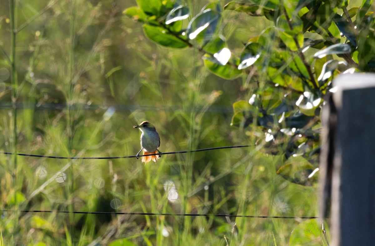Yellow-chinned Spinetail - ML640827591