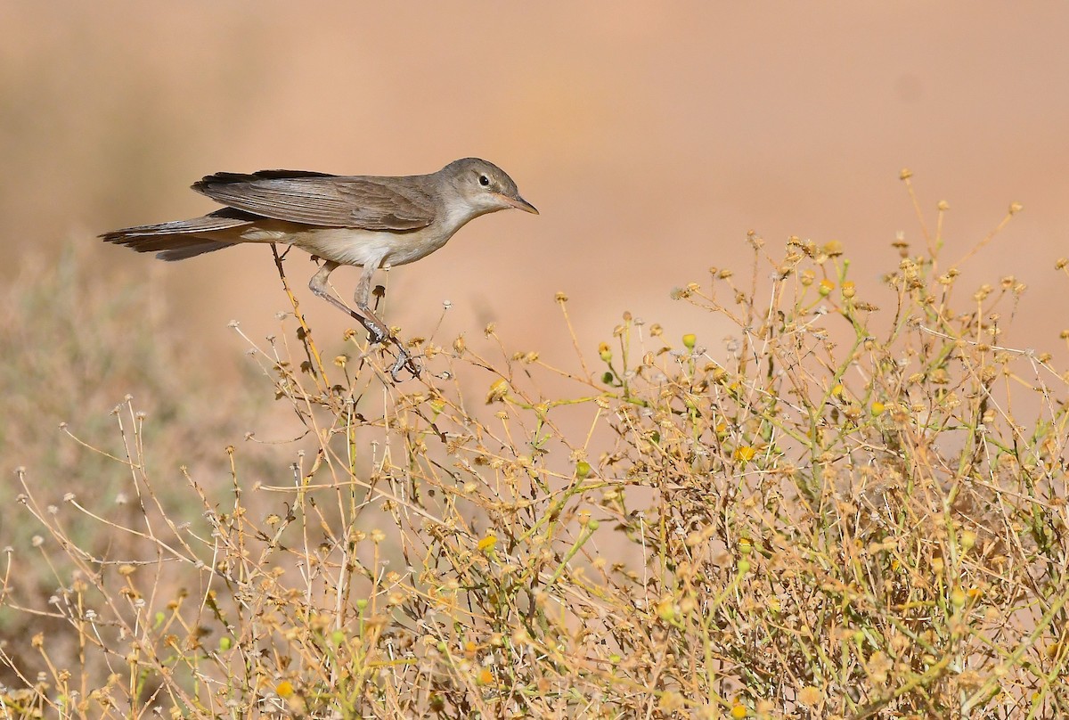 Upcher's Warbler - ML640827593